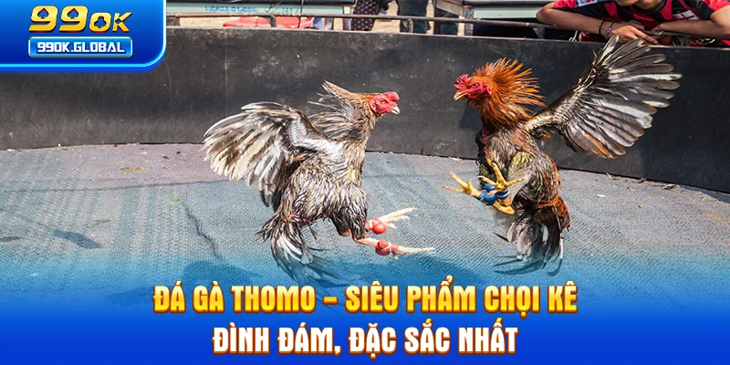 Đá Gà Thomo - Siêu Phẩm Chọi Kê Đình Đám, Đặc Sắc Nhất