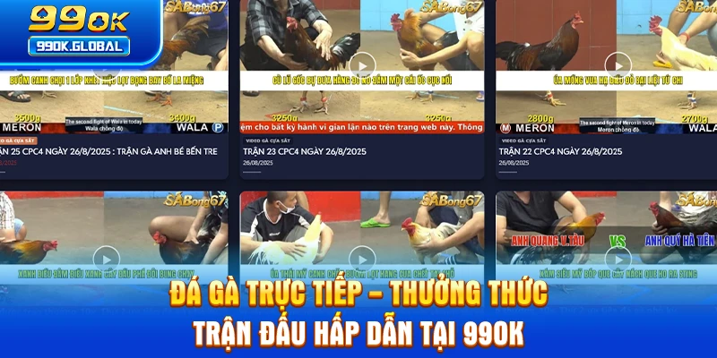 Đá Gà Trực Tiếp - Thưởng Thức Trận Đấu Hấp Dẫn Tại 99OK