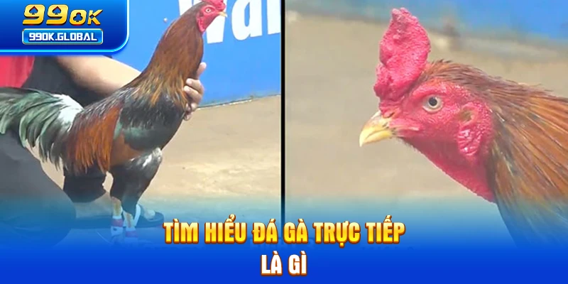 Tìm hiểu đá gà trực tiếp là gì