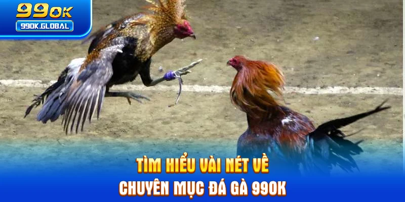 Tìm hiểu vài nét về chuyên mục đá gà 99OK