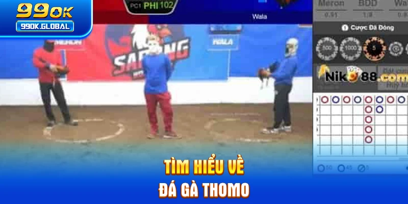 Tìm hiểu về đá gà Thomo